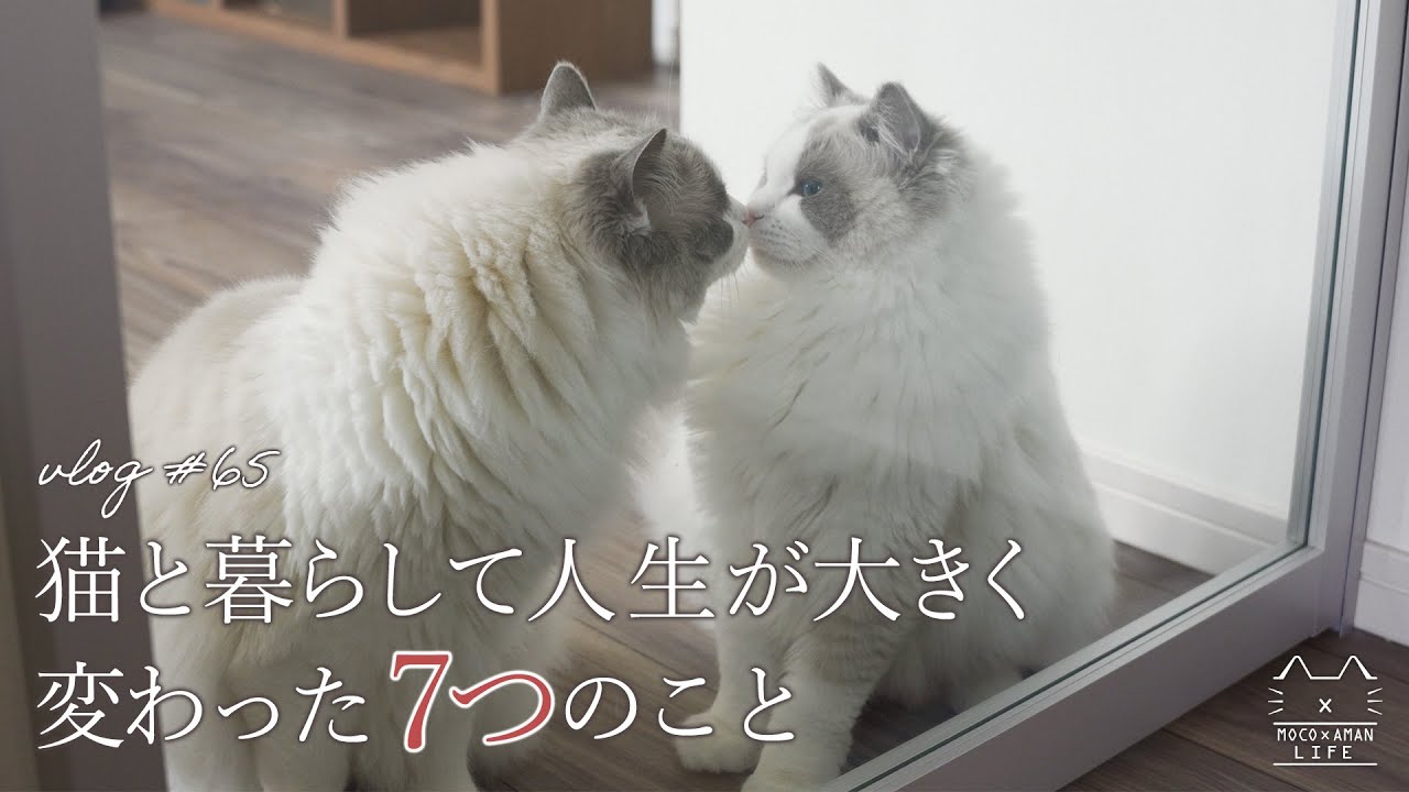 猫と暮らして人生が大きく変わった7つのこと｜ラグドール猫 #65