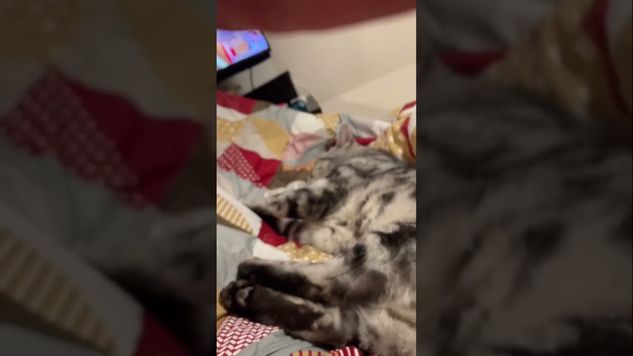 眠い 起きない 猫 たろう cat アメリカンショートヘア 爆睡中