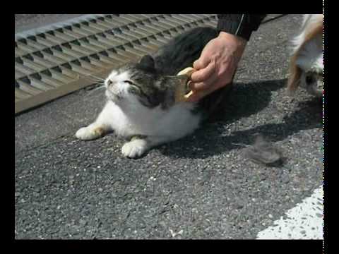 日本猫タマの美容