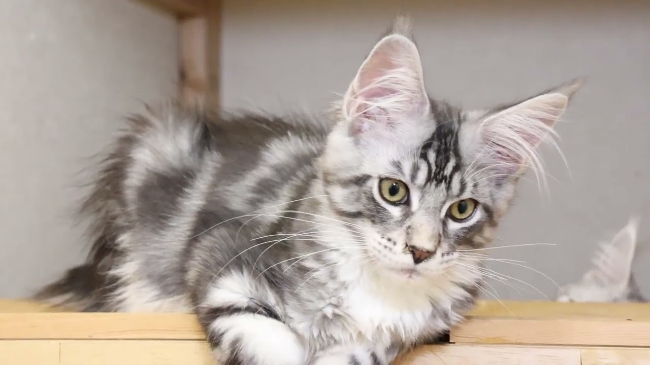 格好良いシルバーメインクーン男の子猫クリストフ君