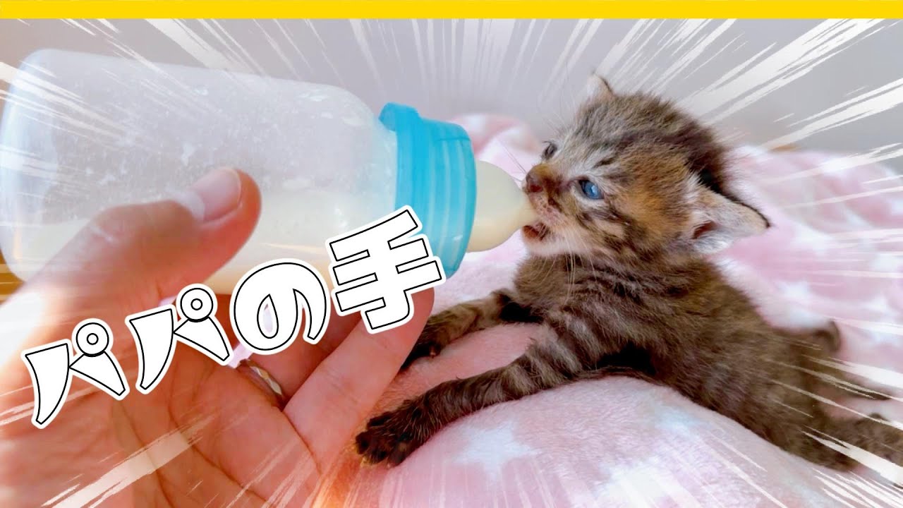 【子猫】ミルク飲みすぎて「ウトウト～ガックン」寝てまうわ【保護猫生活10日目】