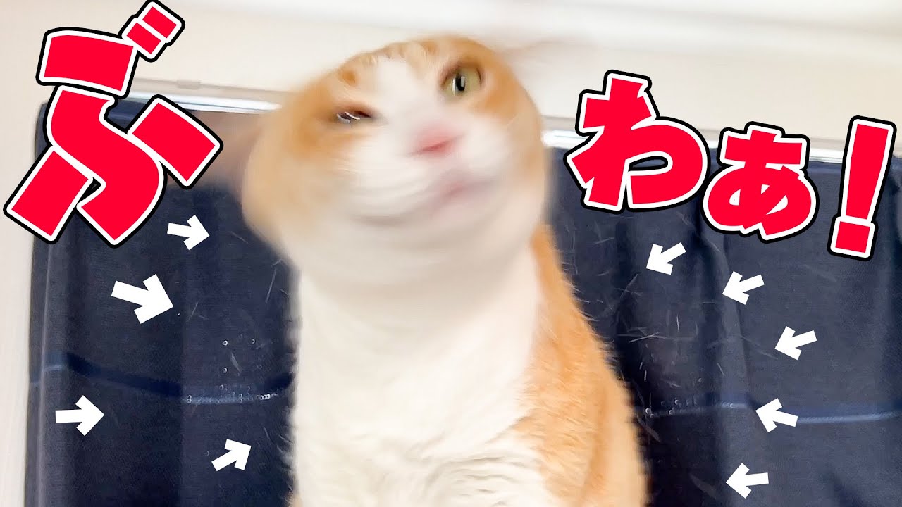 ネコの体からとんでもない量の毛が舞い散る瞬間がやばい…