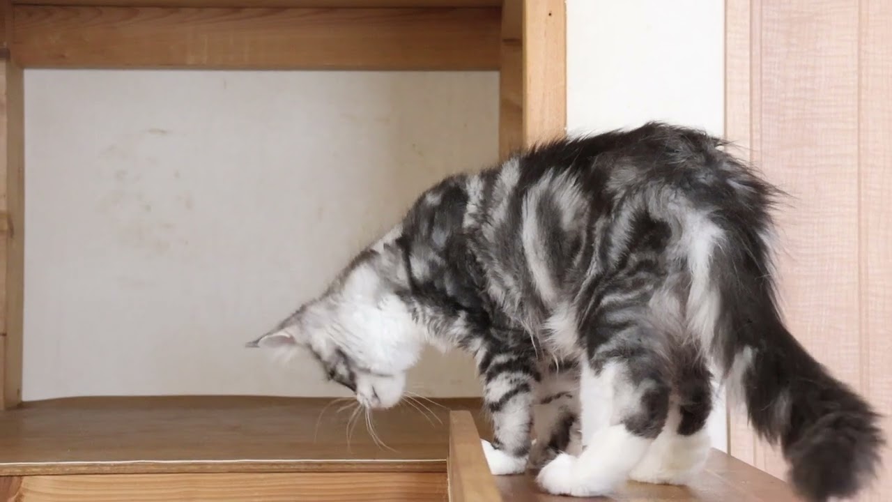 格好良いシルバーメインクーン男の子猫クリストフ君