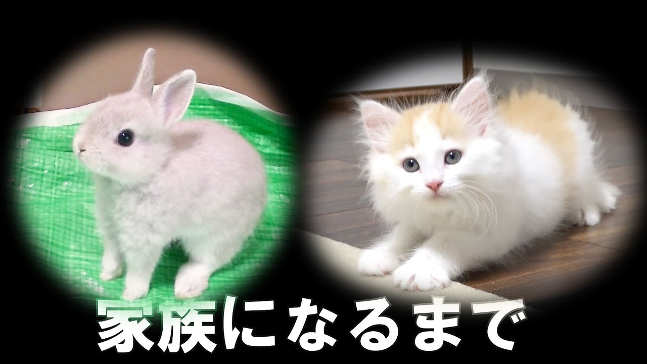 子ウサギと子猫が３年の月日を経て家族になっていくまでの軌跡