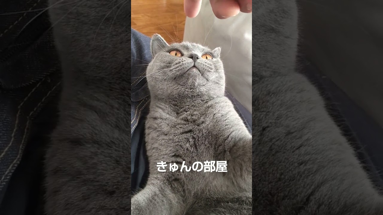 寝てしまう猫#ブリティッシュショートヘア#shorts #猫 #寝る#寝る猫