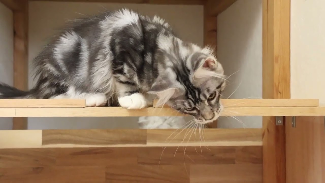 格好良いシルバーメインクーン男の子猫クリストフ君