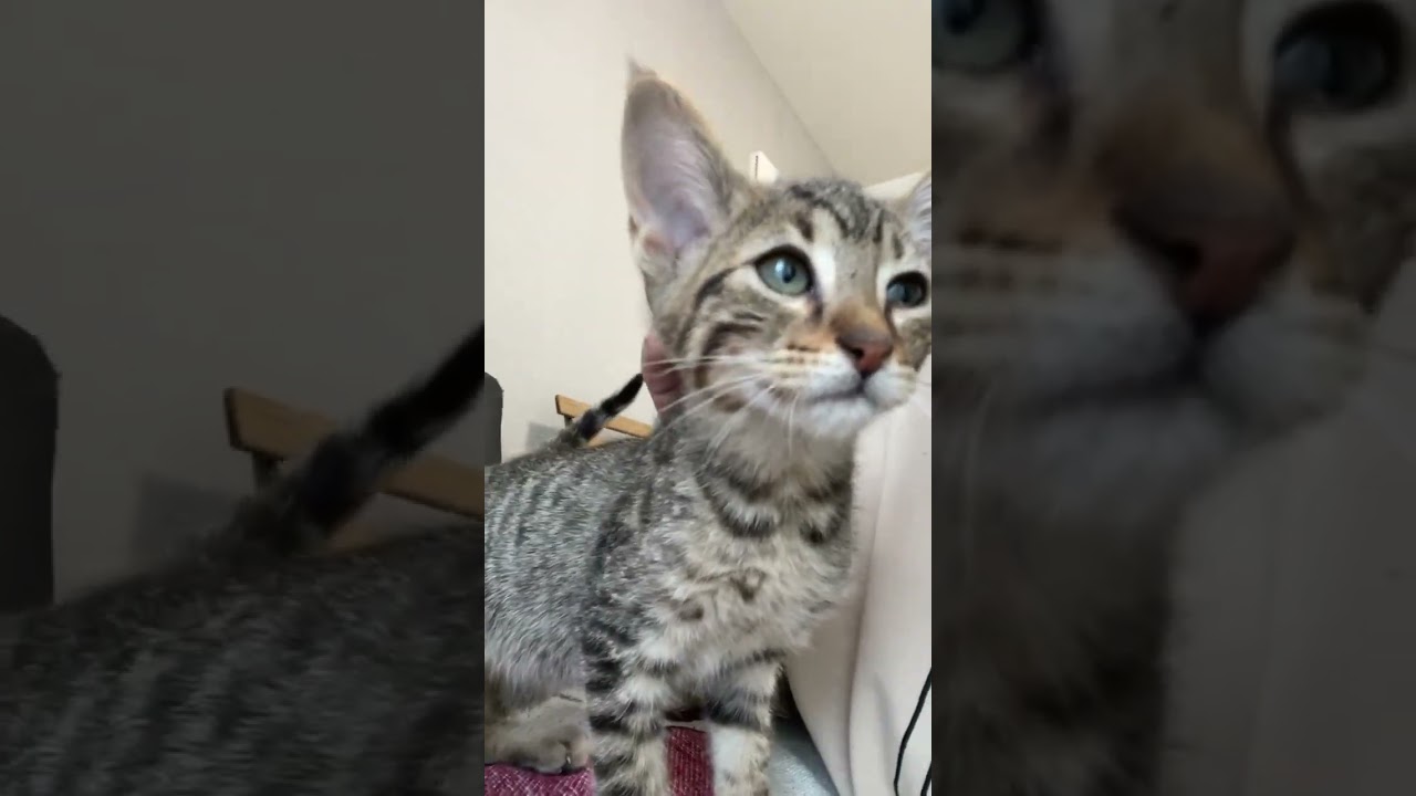 オシキャット 可愛い男の子