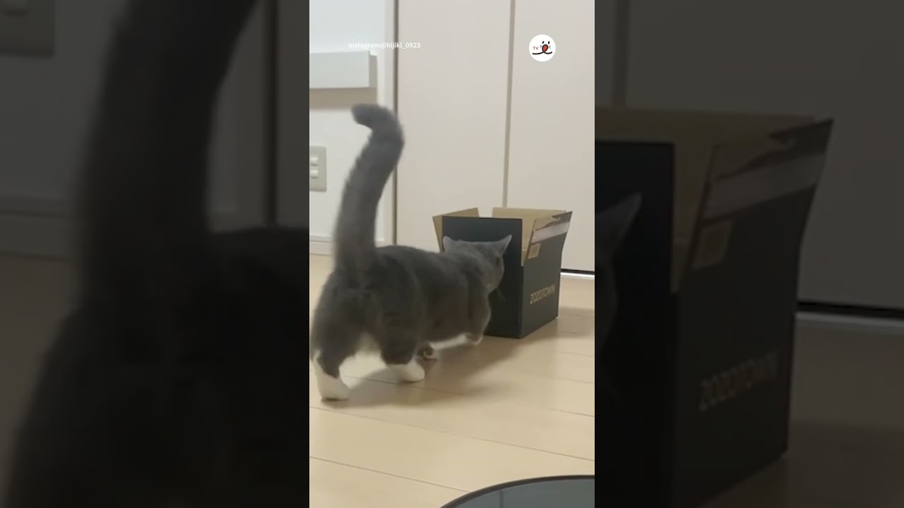 可愛すぎる前方不注意📦🐈｜PECO