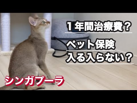 飼い始めて1年間 病院 治療費 シンガプーラ　猫動画　ペット保険