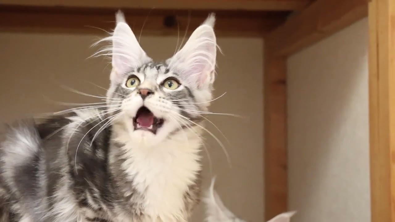 格好良いシルバーメインクーン男の子猫クリストフ君