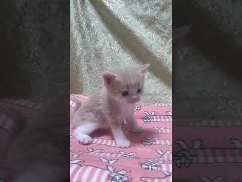 スコティッシュフォールド イケメン🌸丸顔🌼クリームタビー＆ホワイトの男の子