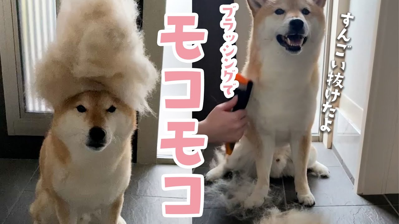 柴犬さんのブラッシング経過｜PECO