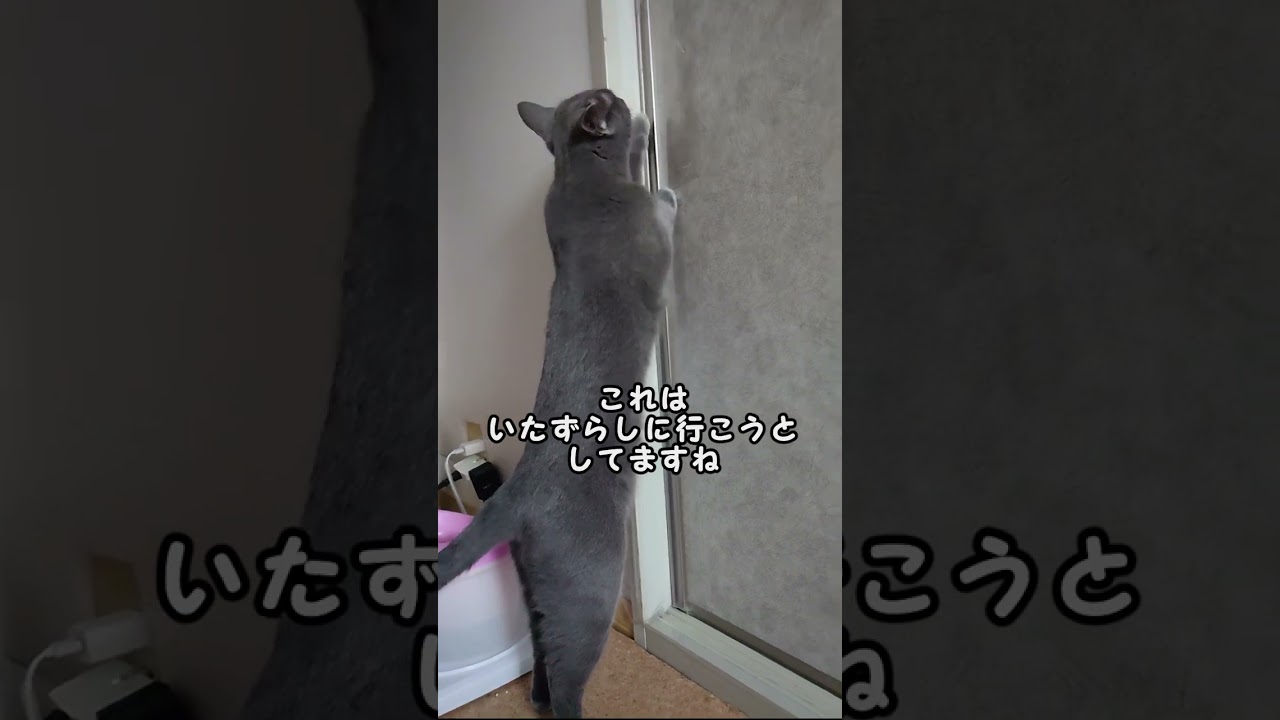 【猫動画】飼い主に開けてアピールするロシアンブルー【russianbule】#shorts　Russian blue that opens and appeals to the owner