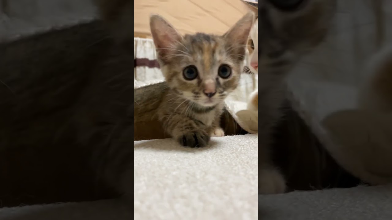 まどかと子猫たちの日常♪