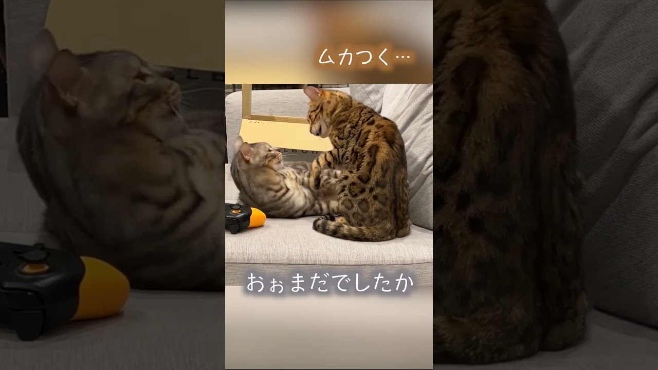 すぐ喧嘩するけどすぐ仲直りするネコ達 #ベンガル #ルトロゼ #猫