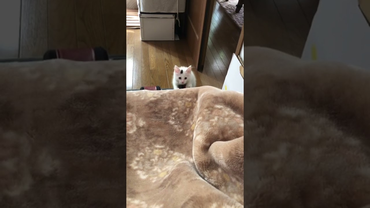 ぬき足 さし足 しのび足【 ラガマフィン 子猫 】