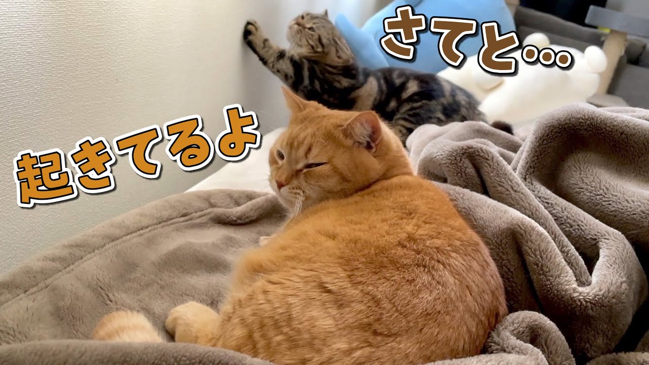 寝起きの悪さが人間みたいにぐだぐだな猫たちが可愛すぎる！