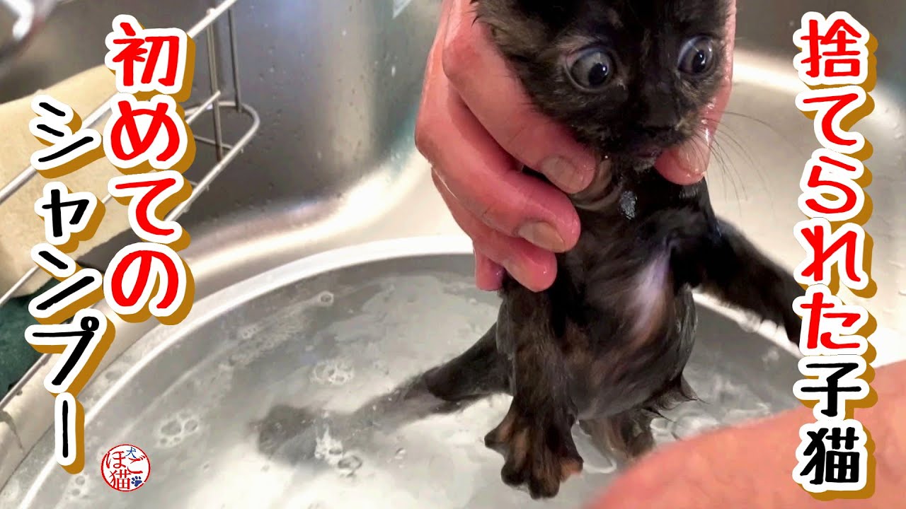 【子猫　保護犬　保護猫】捨てられていた乳飲み子　初めてのシャンプー
