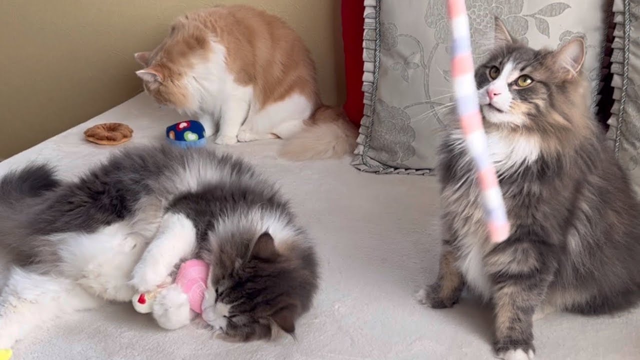 【ハイテンションw】激しく遊ぶノルウェージャンフォレストキャットたち❤︎