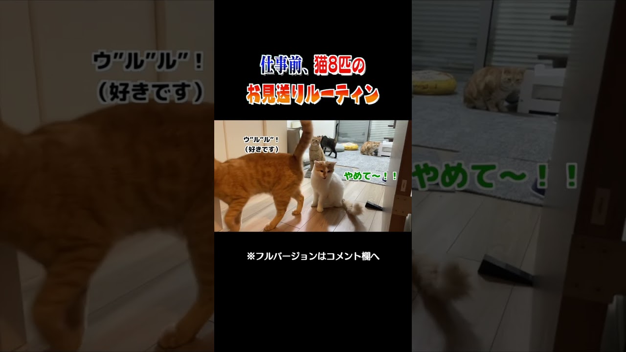 猫多頭飼いのお見送りルーティン　#shorts