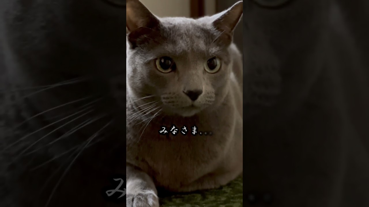 【ロシアンブルー】めろん、落ち着かない片手ナイナイ🫢【猫】#shorts