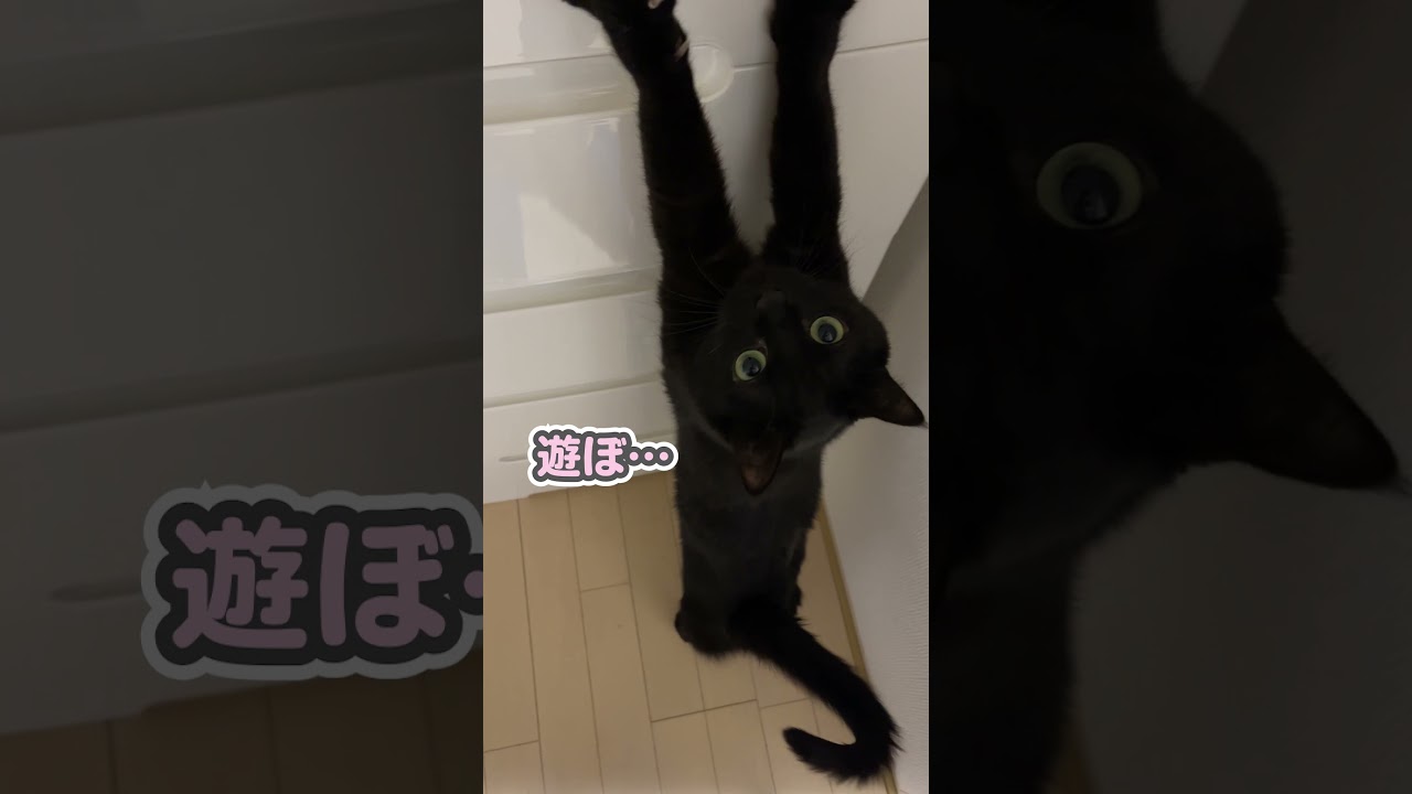 こんなに可愛く遊びに誘う猫、他にいますか…？？