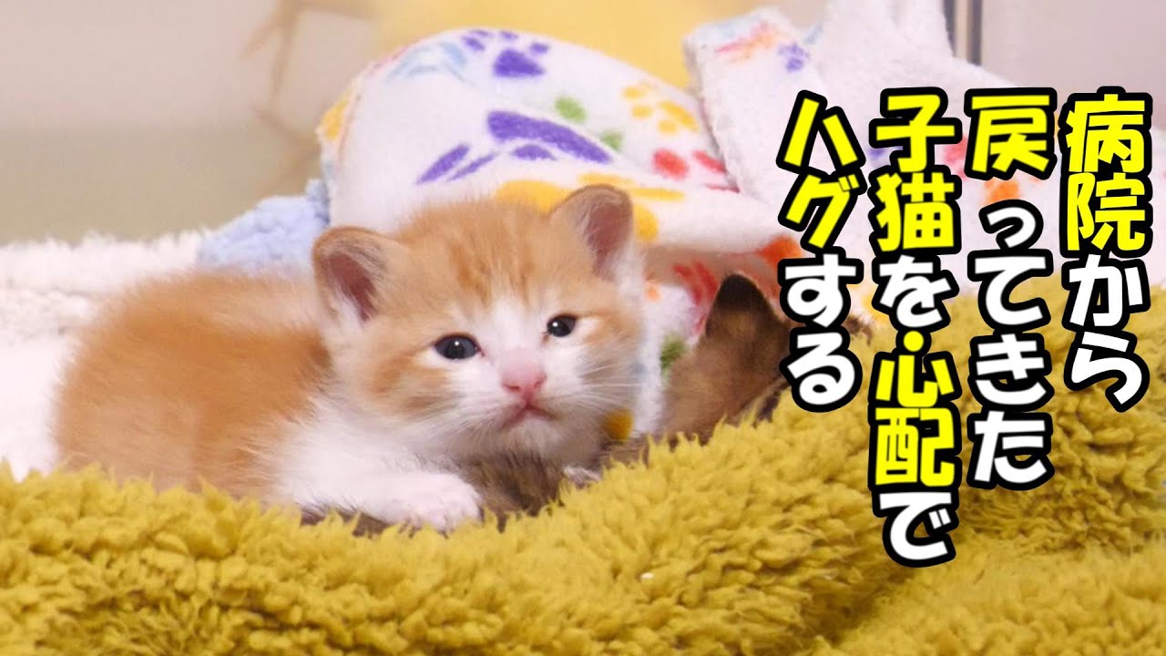 【ふたりボッチの子猫】体調を崩した子猫を心配して抱っこして一緒に寝る子猫【赤ちゃん猫　保護猫】