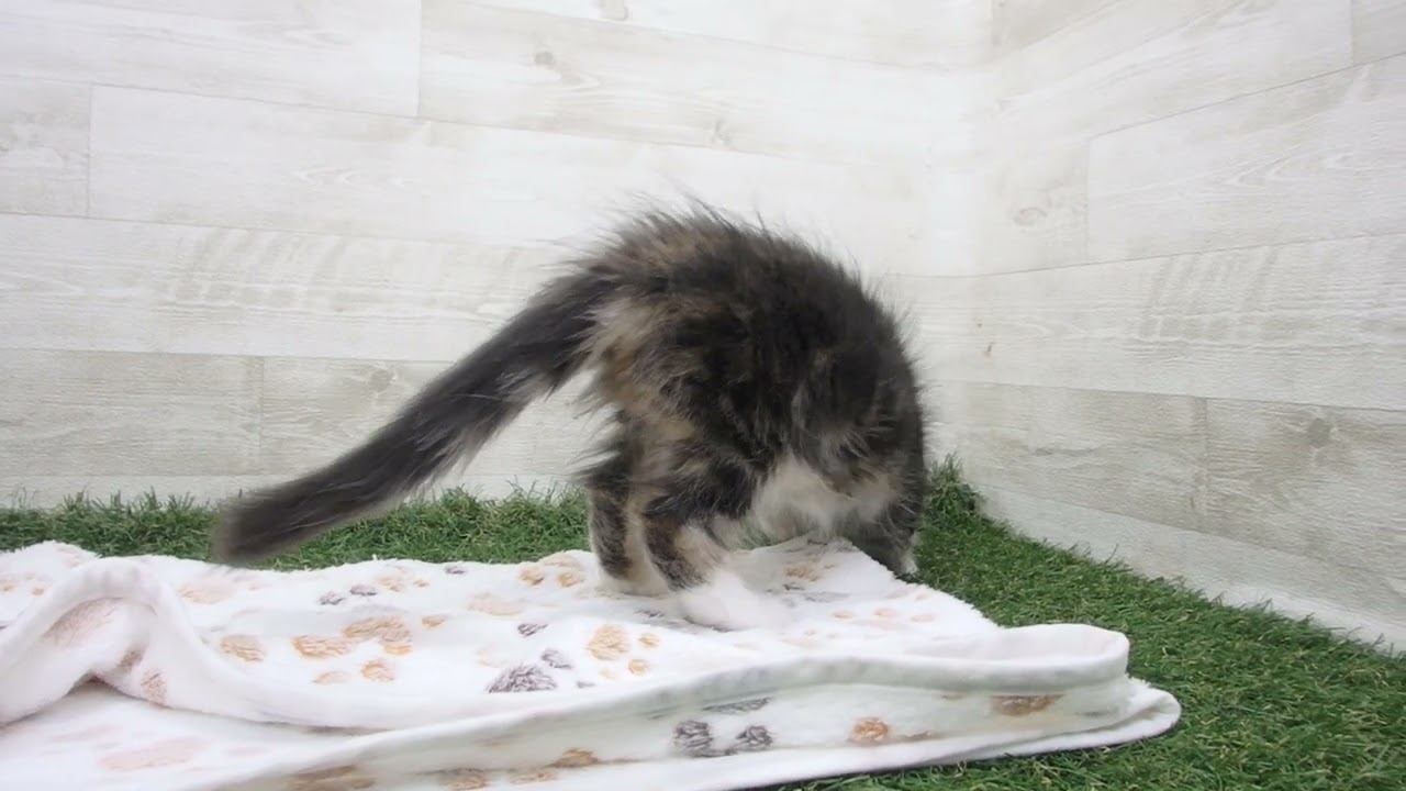 ペットショップcoo&riku No.00628829 ノルウェージャン・フォレストキャット