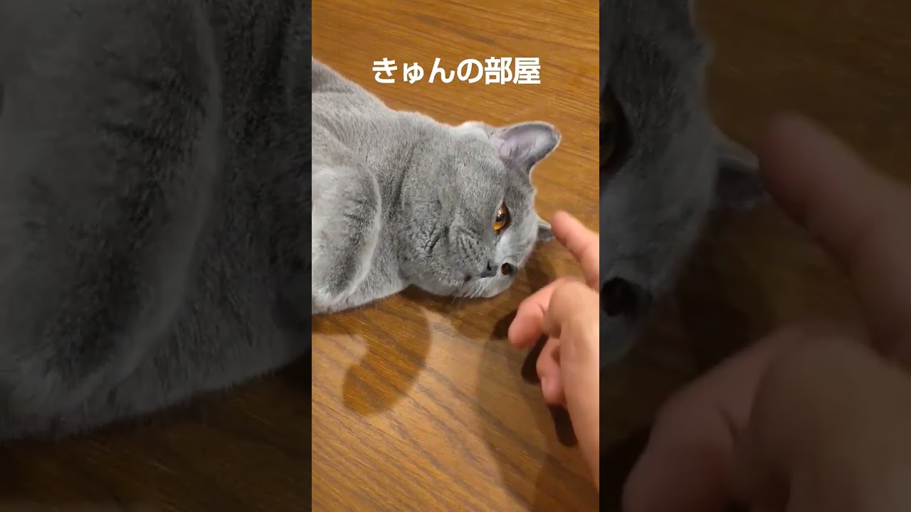 ごろん#ブリティッシュショートヘア #shorts #猫 #cat#ねこ