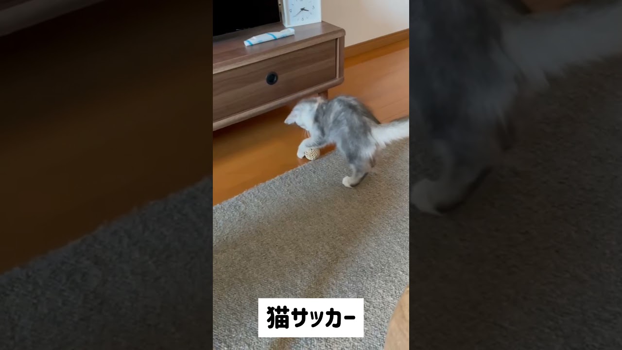 猫あるある　ドリブルをする猫　ラガマフィン
