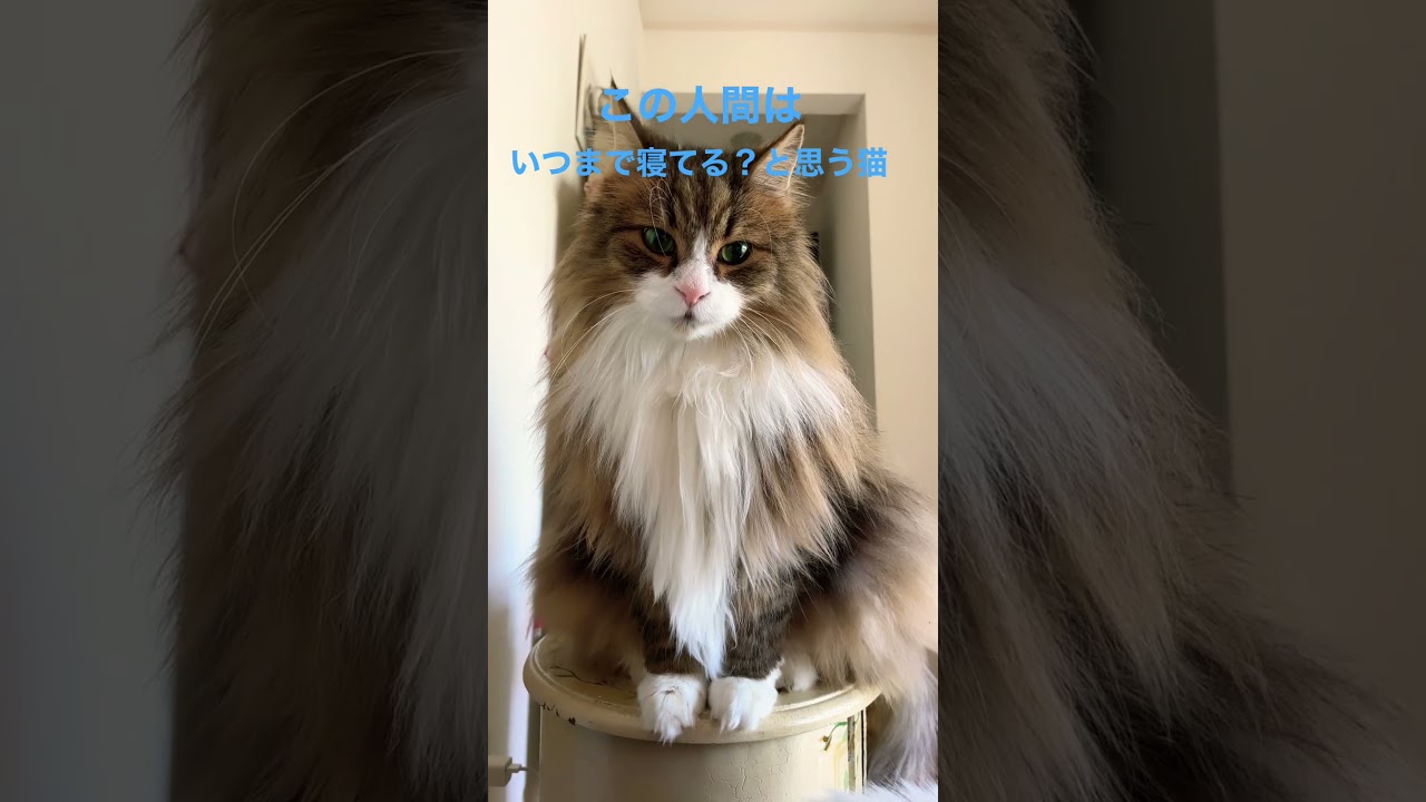 #ノルウェージャンフォレストキャット #cat #cats #猫 #かわいい #猫動画 #shortsvideo #猫との暮らし #大型猫 #かわいい猫 #shorts