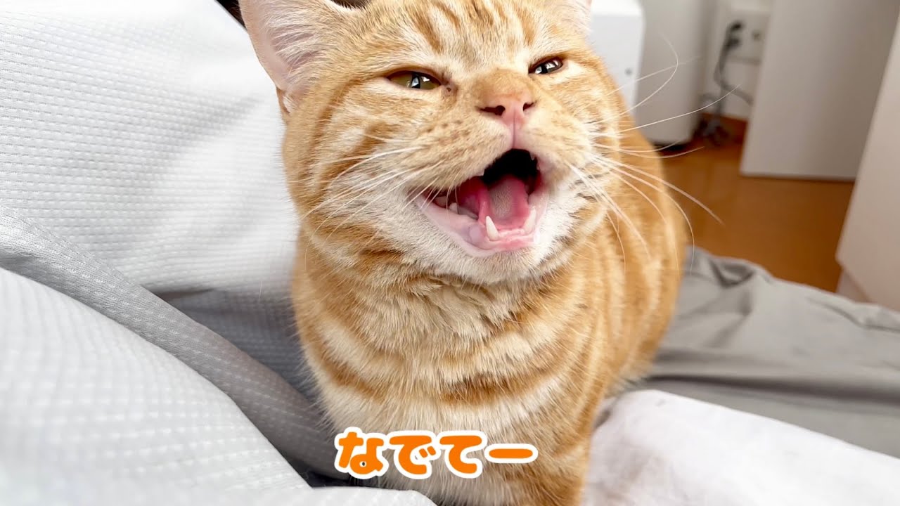 しゃべる猫ちゃーぼーの自己主張がかわいくてたまらない！