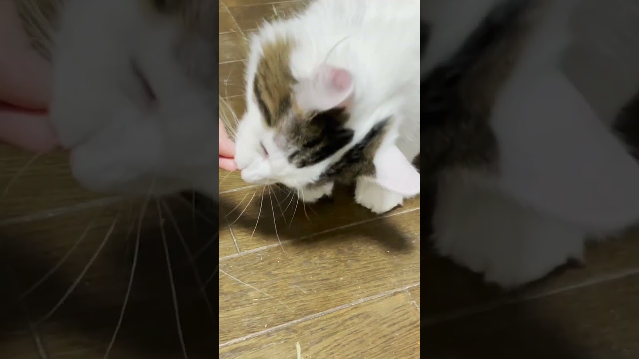 エサと戦うボクサー猫　ノルウェー猫　#ノルウェージャンフォレストキャット  #cat