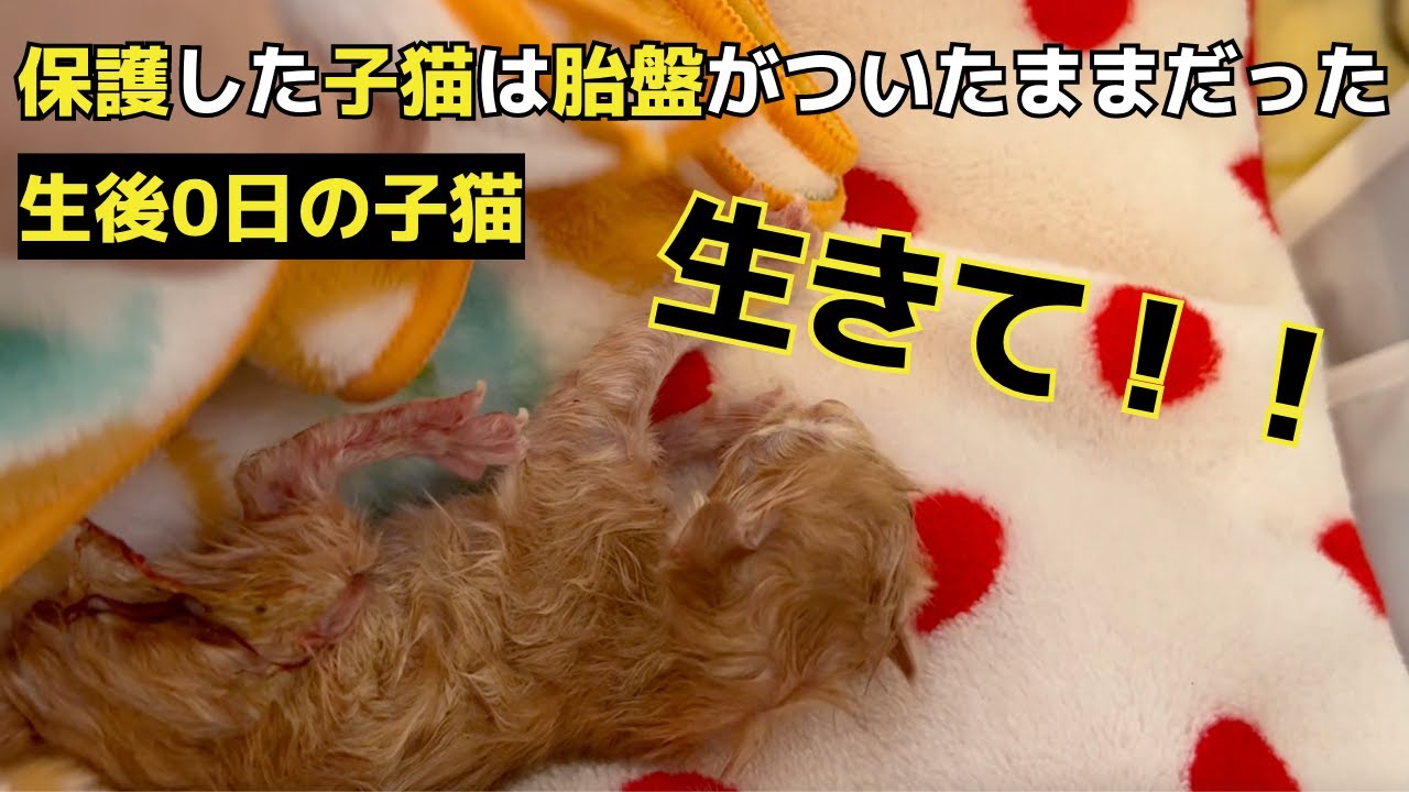 【保護した子猫は胎盤がついたままでした】カテーテルでミルクを。とにかく生きて