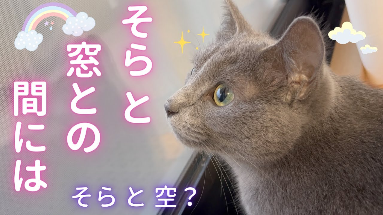 ロマンよりもセキュリティな猫（ロシアンブルー）