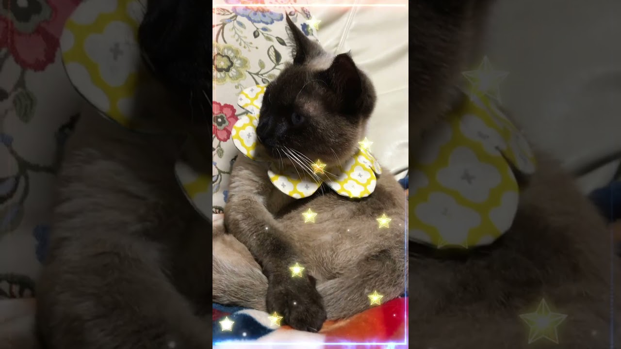 CS23 ぽん太郎の毛繕い #ショート #譲渡猫