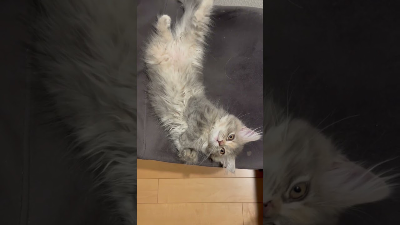 無防備にも程があるラガマフィン　#ラガマフィン #猫のいる暮らし #子猫動画