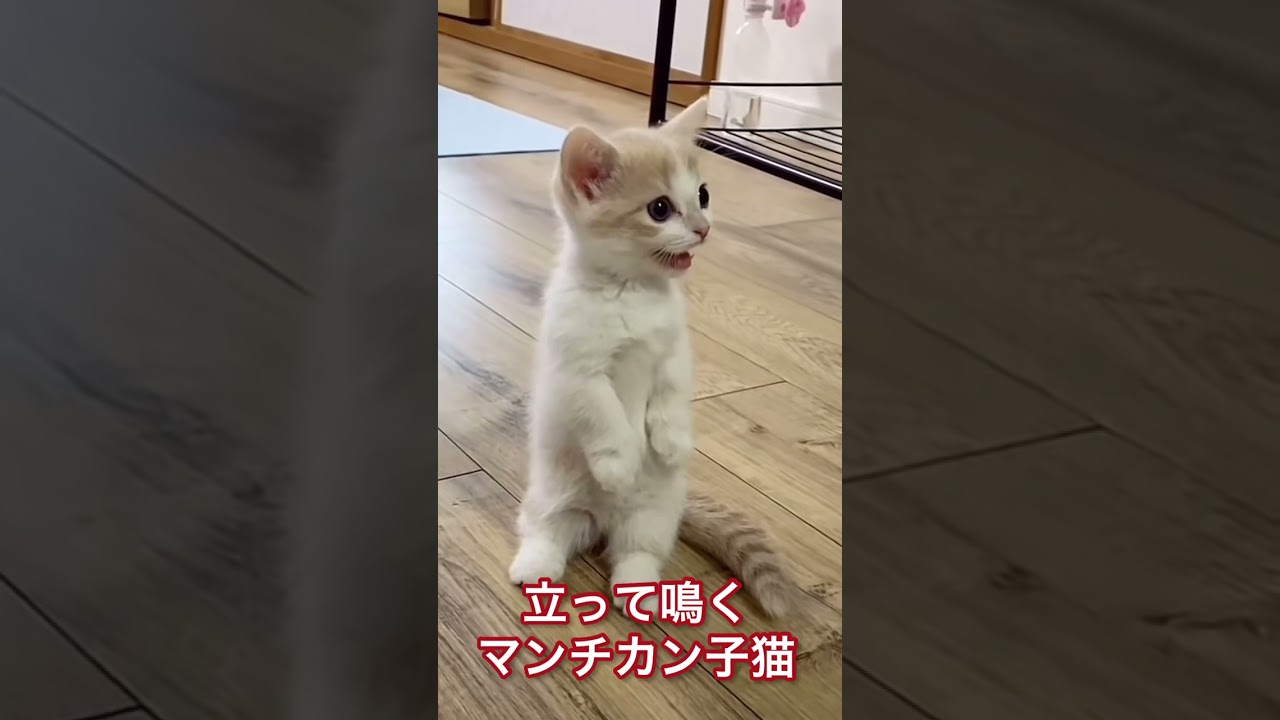 立って鳴くマンチカン子猫！可愛い！#shorts #cat #猫 #猫動画