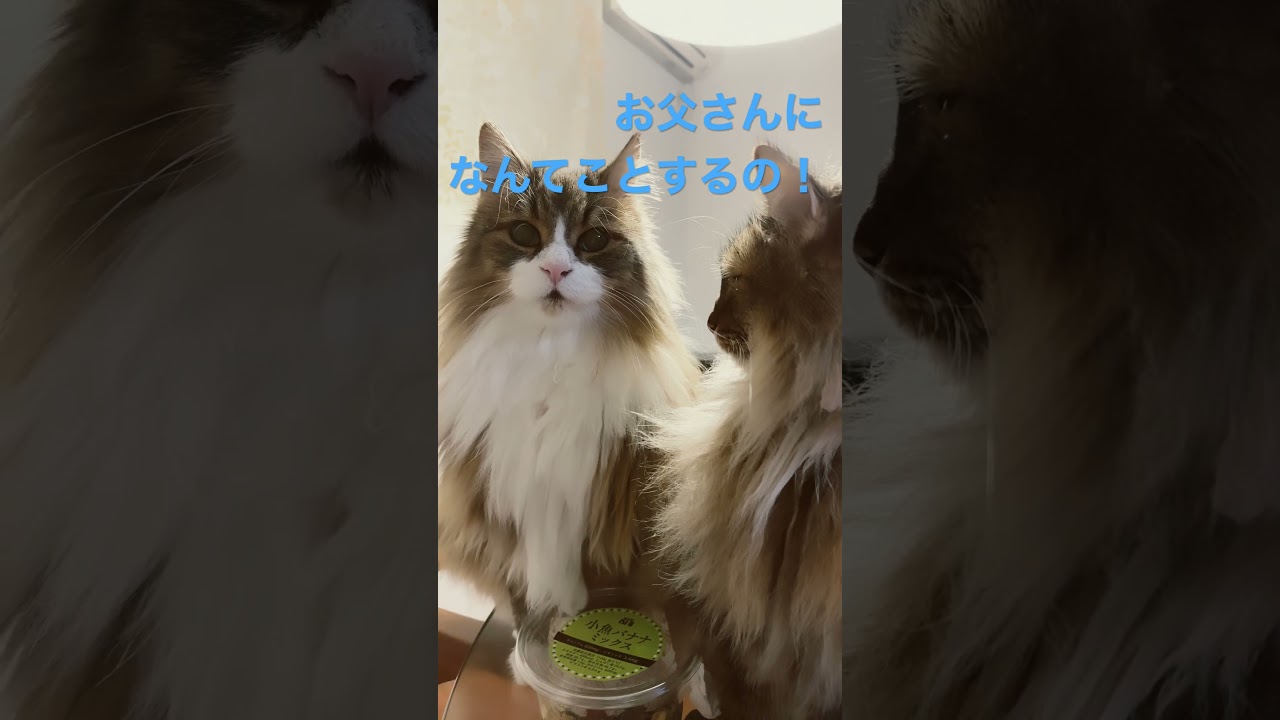 お父さんになんてことするの！ #ノルウェージャンフォレストキャット #cat #cats #猫 #かわいい #猫動画 #shortsvideo #猫との暮らし #大型猫 #かわいい猫 #shorts