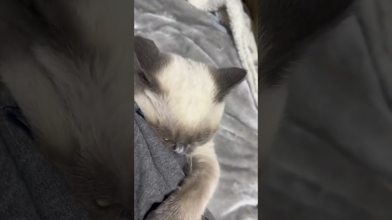 めちゃくちゃブチギレてる猫 #shorts #neko #cutecat #animals #cat #pets #スコティッシュフォールド #scottishfold #kitten #猫 #おこ