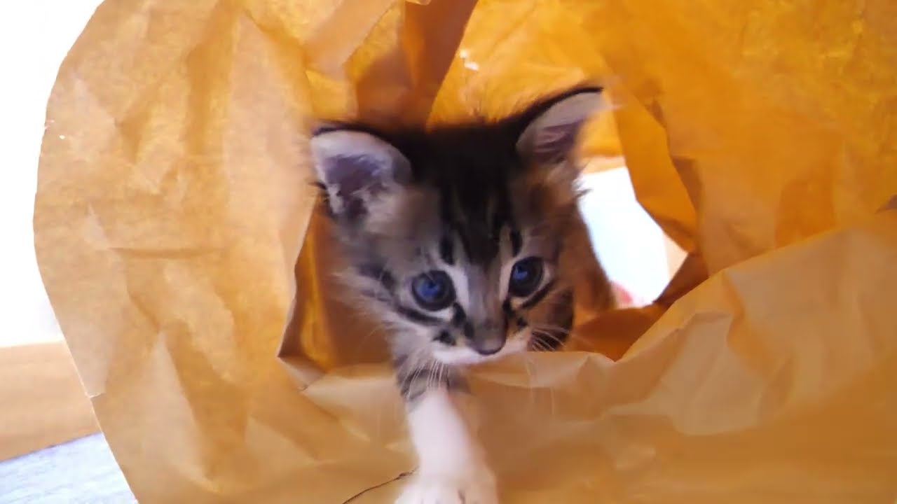 ママを探す子猫がママを見つけてお膝の上で幸せそうな顔になる【赤ちゃん猫　保護猫】