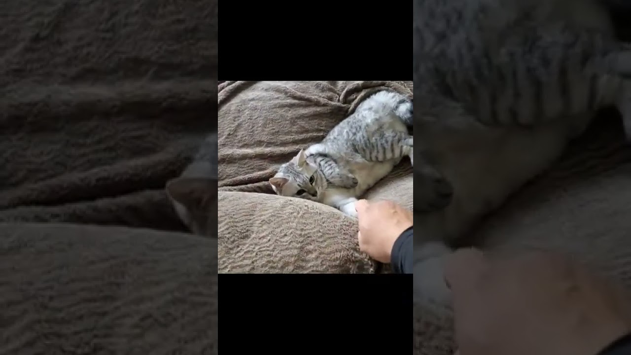 はちはづき#2（日本猫）行ってきます。#animal #cat #short