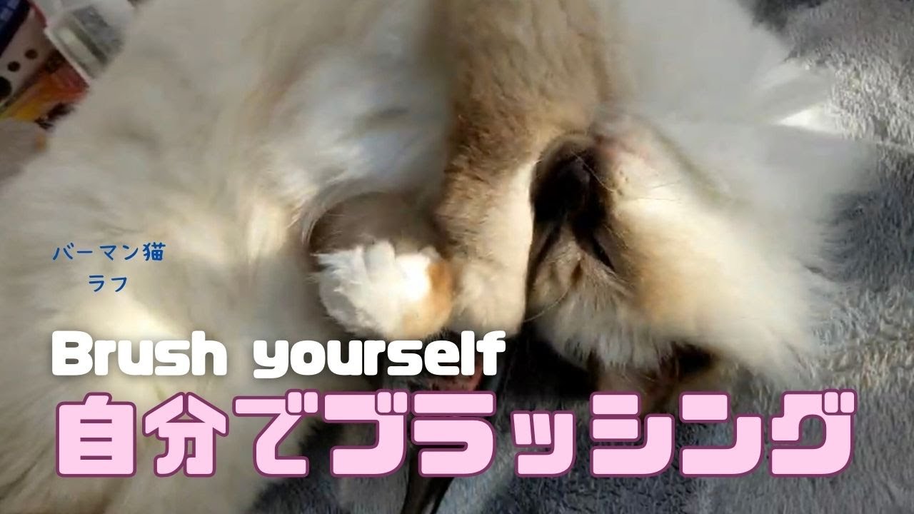 バーマン猫ラフ【自分でブラッシング】Brush yourself（バーマン猫）Birman/Cat