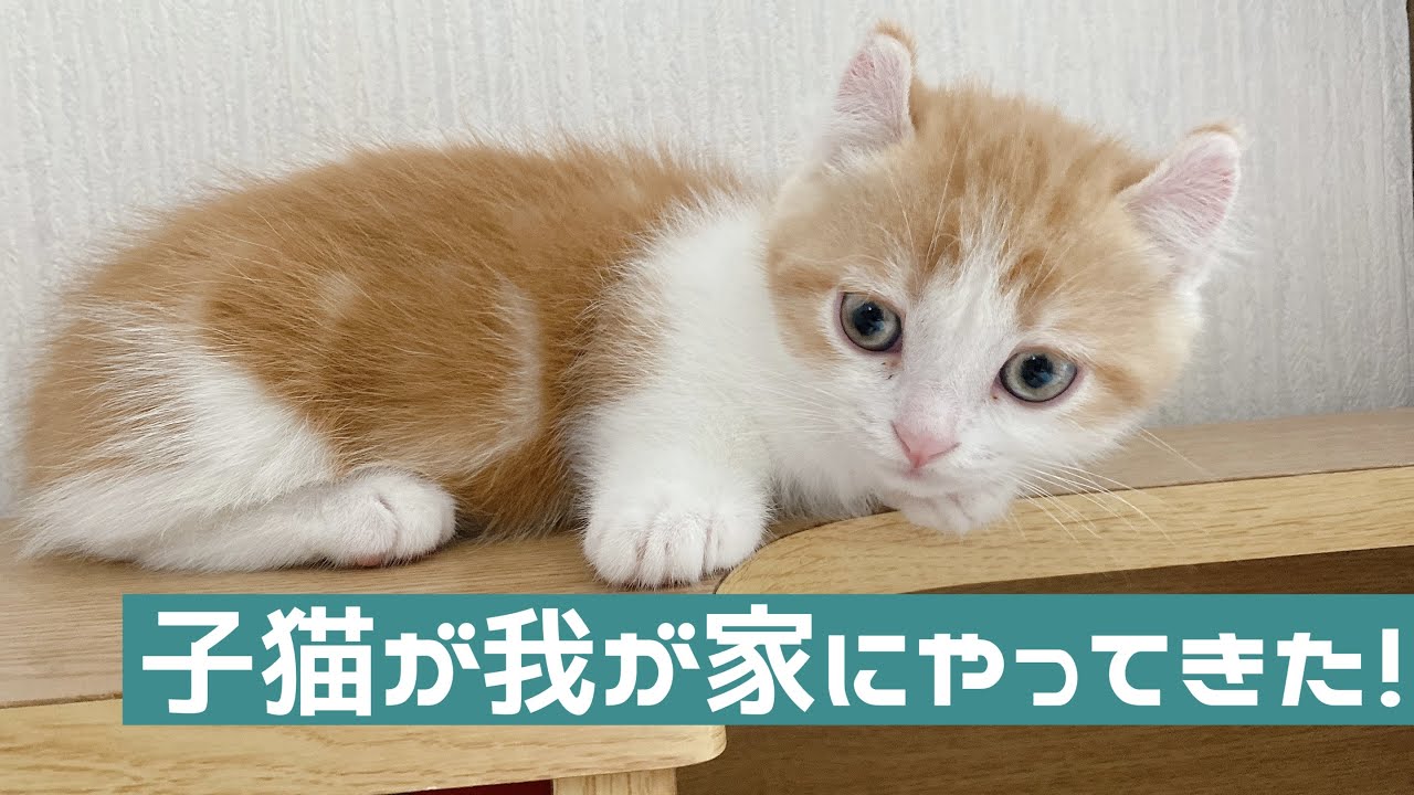 生後二ヶ月、キンカローの子猫がやってきた。マンチカンとアメリカンカールのハーフ？！