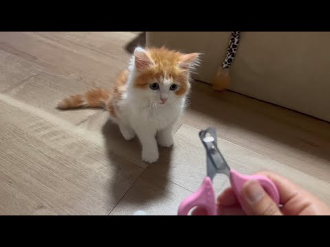 子猫が爪切りを拒絶します【スコティッシュフォールド】