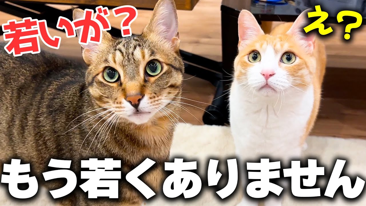 うちの猫たちが”おじさん”になってしまったので足腰が折れないように対策させていただきました。