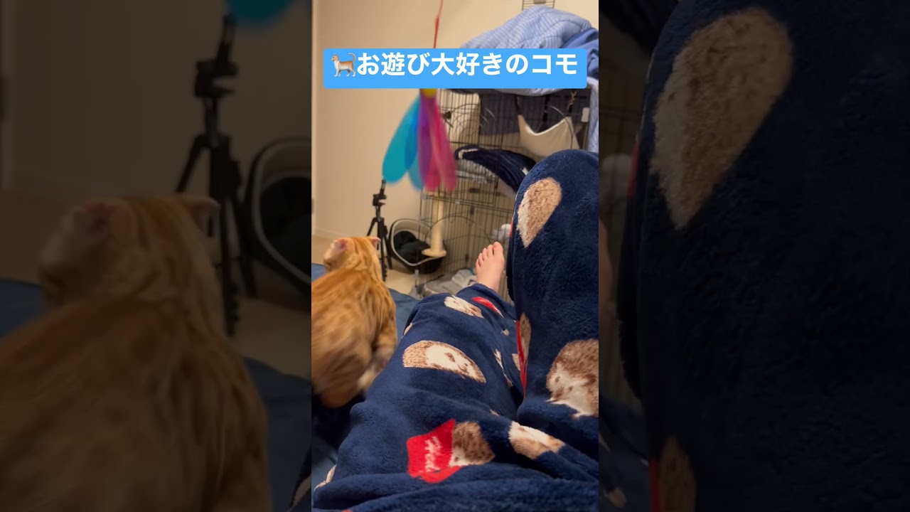 分かっていても🐈 #キンカロー #猫 #子猫 #cat #猫のいる暮らし #catlover #고양이 #catvideos #catlovers #catvideo