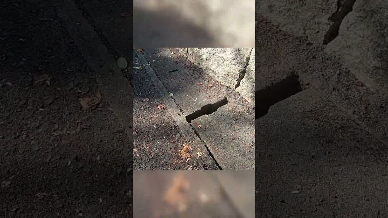 子猫が排水溝に転落⁉その結果…#shorts