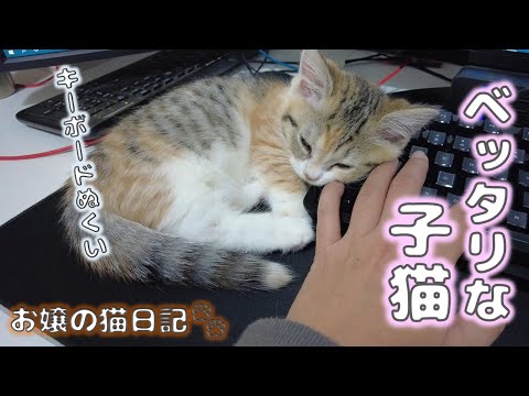 何をする時もベッタリな子猫【お嬢の猫日記 / OJO- CAT DAILY】