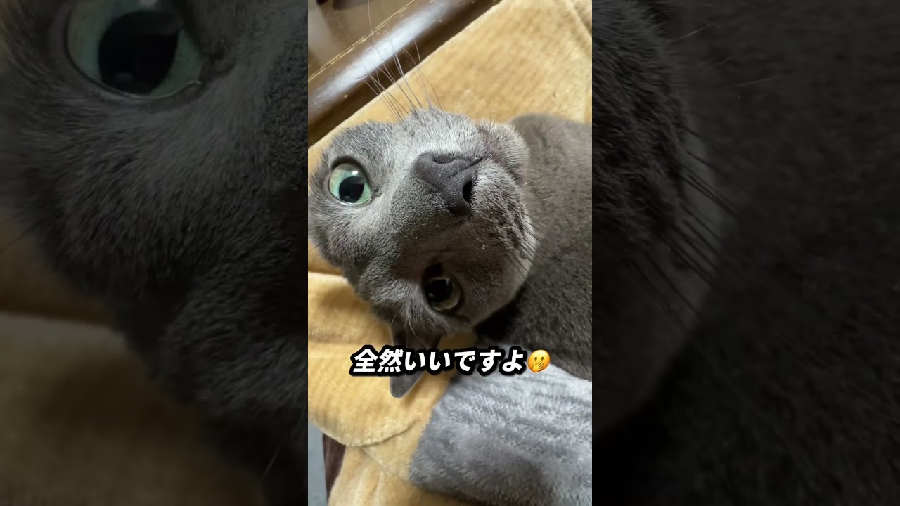 【ロシアンブルー】甘えん坊めろんは今日もお膝の上です😊【猫】#shorts